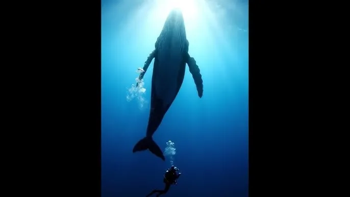 夏洛特烦恼 迅雷 - 深蓝星球：探索海洋深处的未知世界